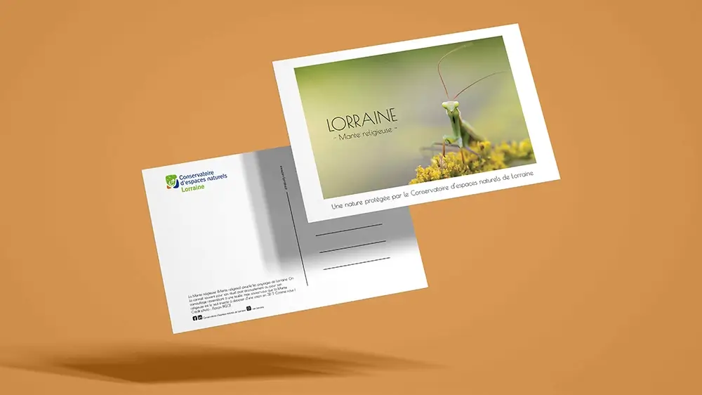 Cartes postales pour le CEN représentant une mante religieuse