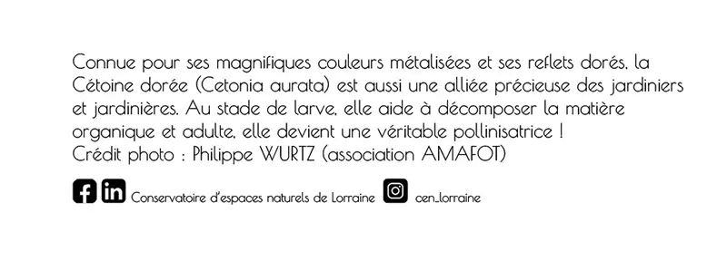 Anecdote verso carte postale