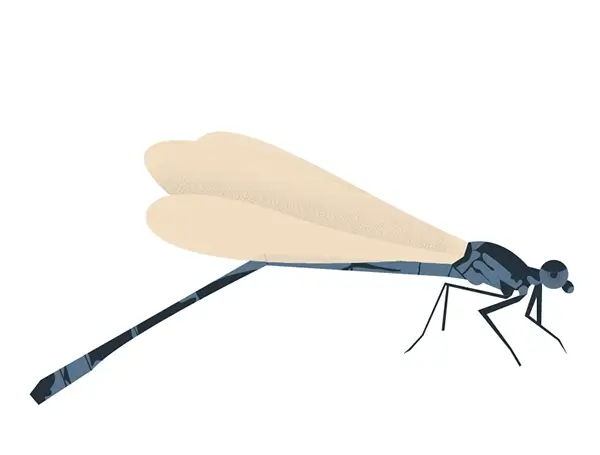 Illustration Agrion