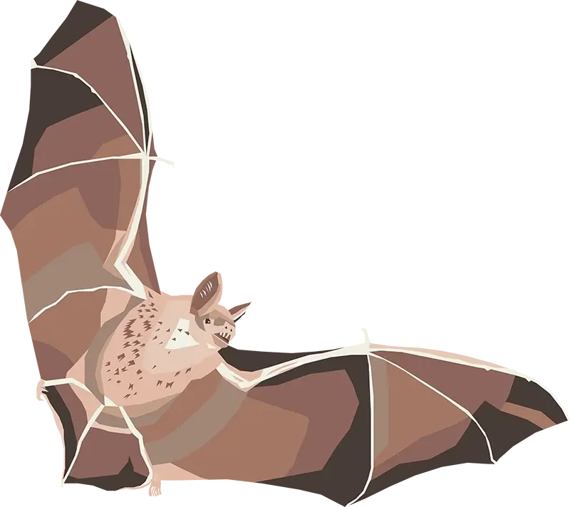 Chauves souris illustration polygonales